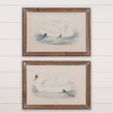 Swans Framed Print