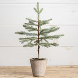 Potted Blue Spruce Tree