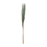 43"H Dried Natural Pampas Grass Bunch, Blue (Contains 3 Pieces)